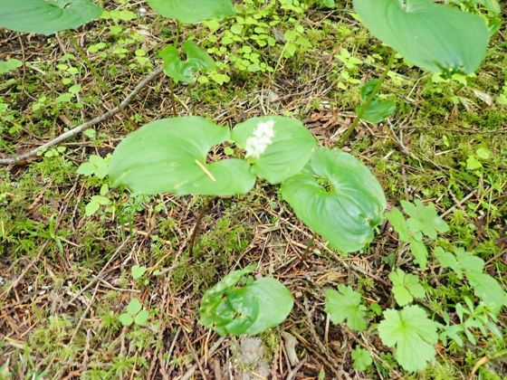 Western Lily of the Valley (Maianthemum dilatatum)