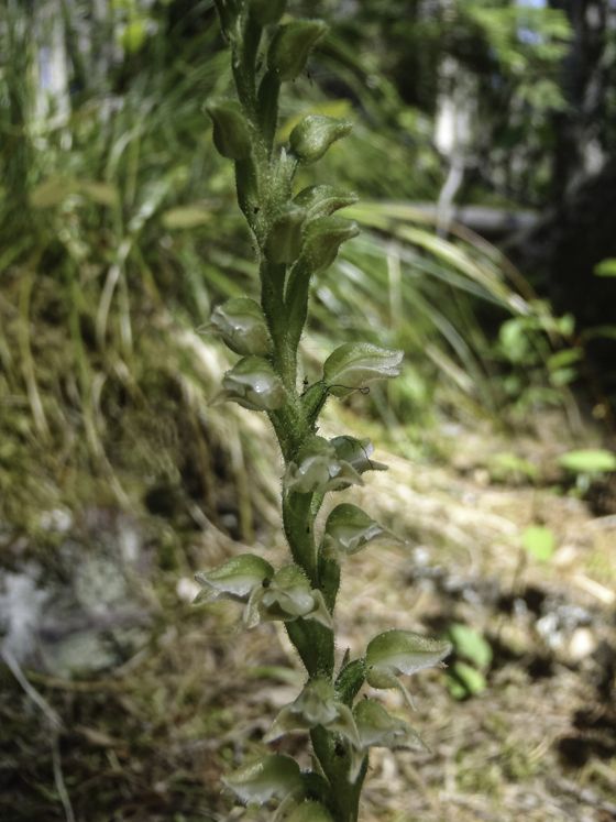 Western rattlesnake plantain (Goodyera oblongifolia)