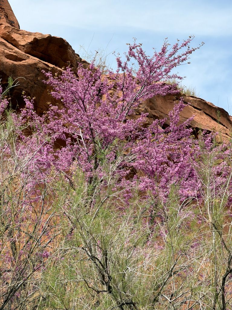 Western redbud (Cercis occidentalis)