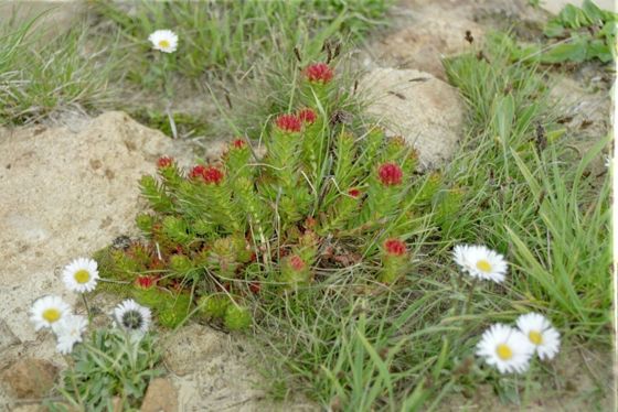 Western roseroot (Rhodiola integrifolia)