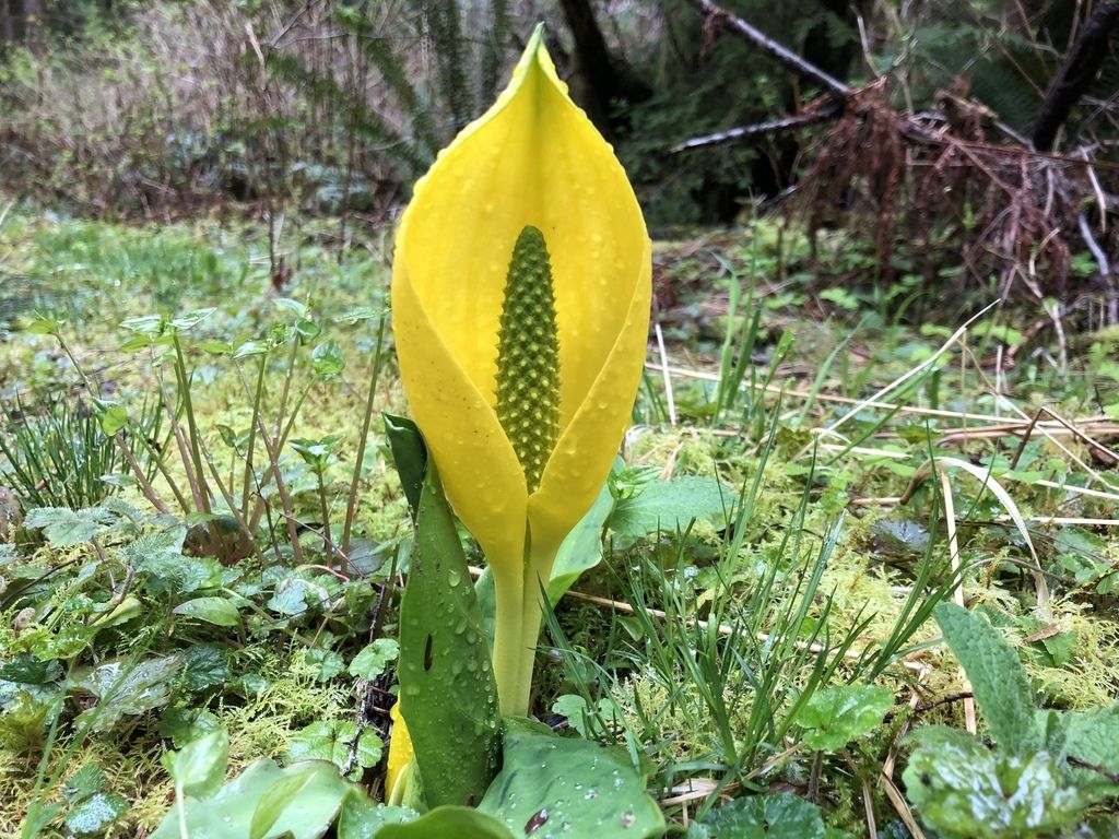 Western skunk cabbage (Lysichiton americanus)