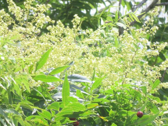 Western soapberry (Sapindus drummondii)
