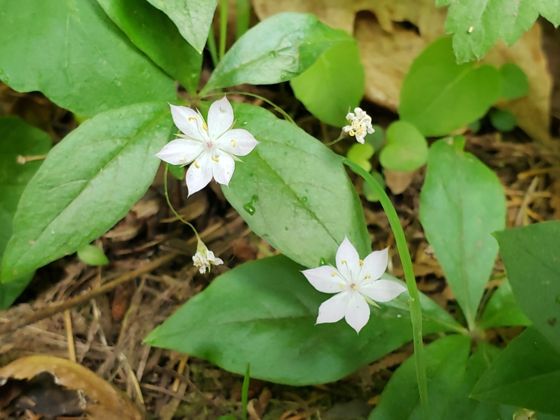Western starflower (Lysimachia latifolia)