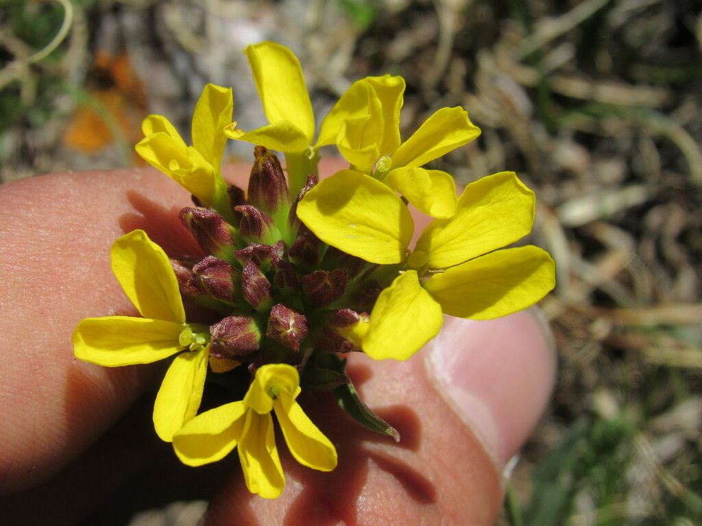 Western wallflower (Erysimum capitatum)