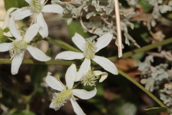 Western white clematis (Clematis ligusticifolia)