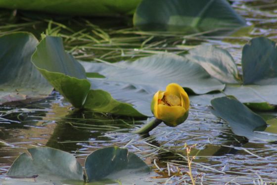 Western yellow pond-lily (Nuphar polysepala)