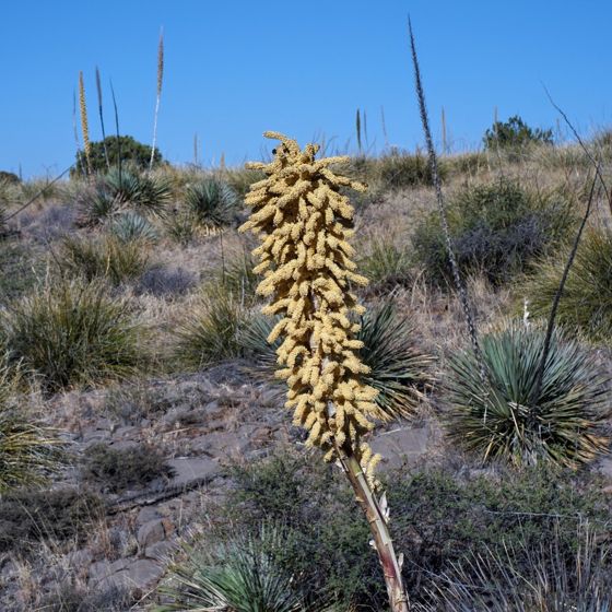 Wheeler sotol (Dasylirion wheeleri)