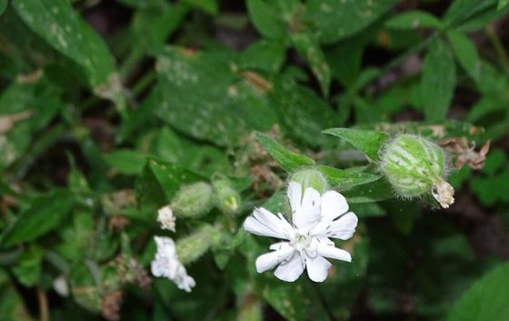 White campion (Silene latifolia)