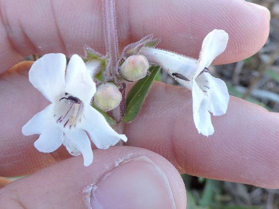 White-flower beardtongue (Penstemon albidus)
