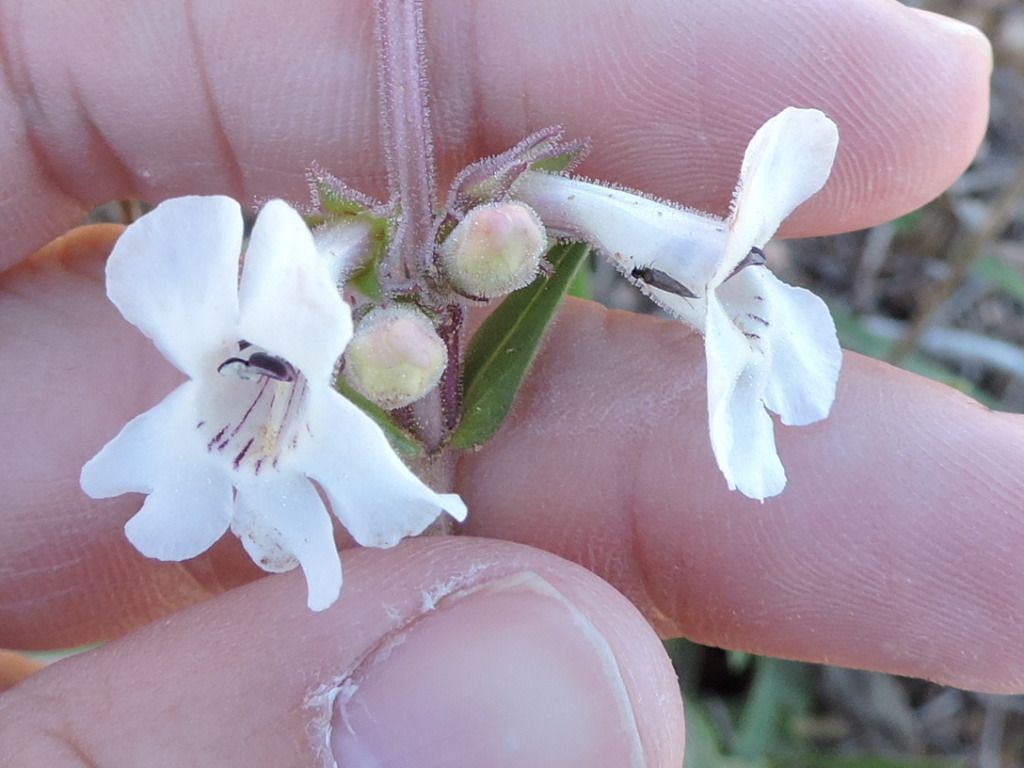 White-flower beardtongue (Penstemon albidus)