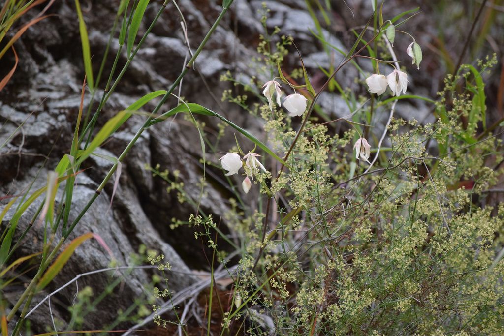 White globe lily (Calochortus albus)