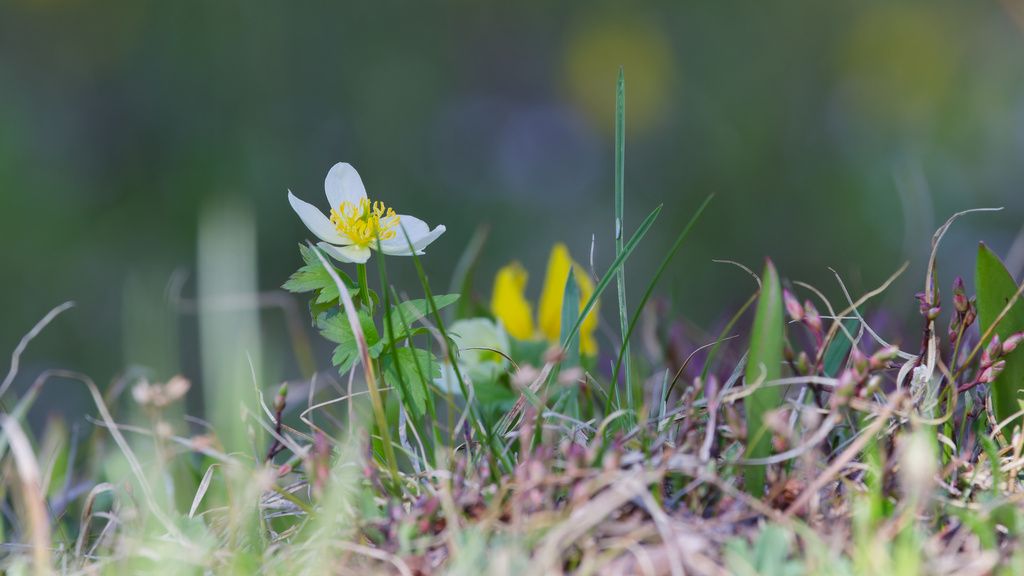 White globeflower (Trollius albiflorus)