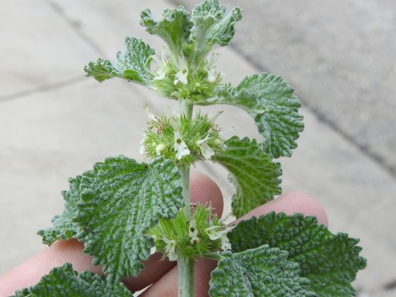 White horehound (Marrubium vulgare)