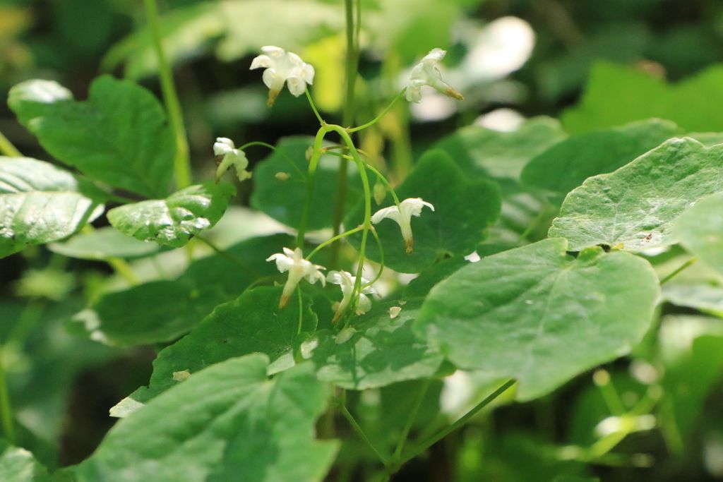 White inside-out flower (Vancouveria hexandra)