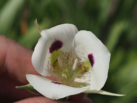 White mariposa lily (Calochortus eurycarpus)