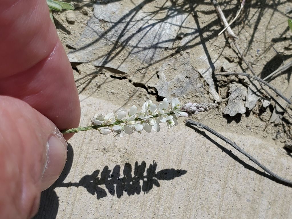 White milkwort (Senega alba)