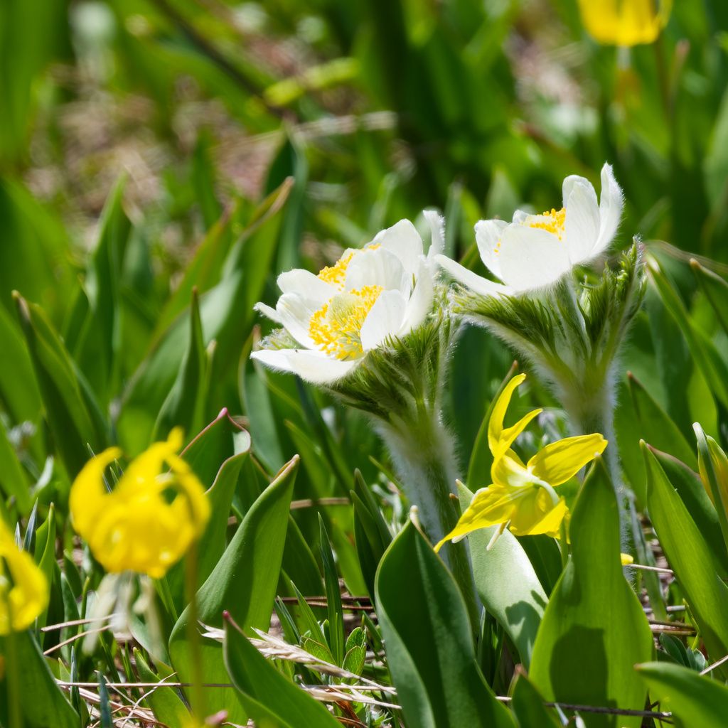 White pasqueflower (Pulsatilla occidentalis)