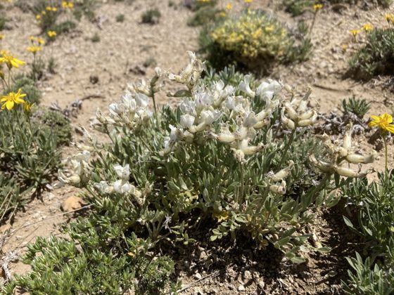 White point-vetch (Oxytropis sericea)