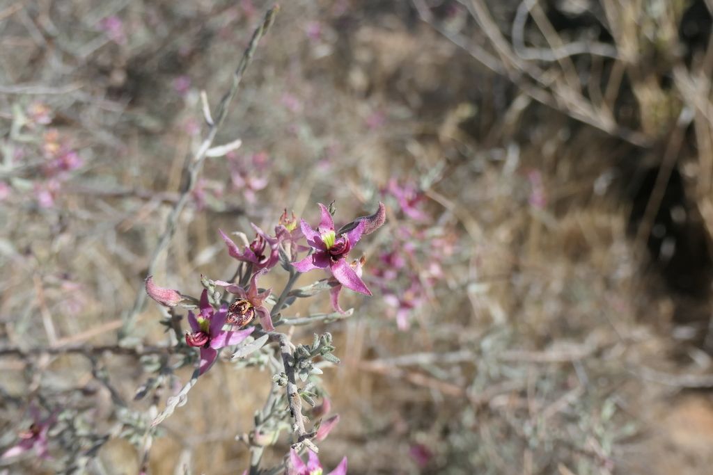 White rhatany (Krameria bicolor)