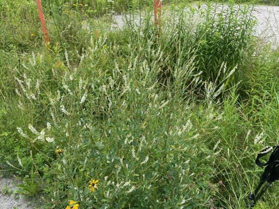 White sweetclover (Melilotus albus)