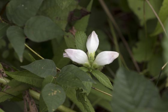 White turtlehead (Chelone glabra)