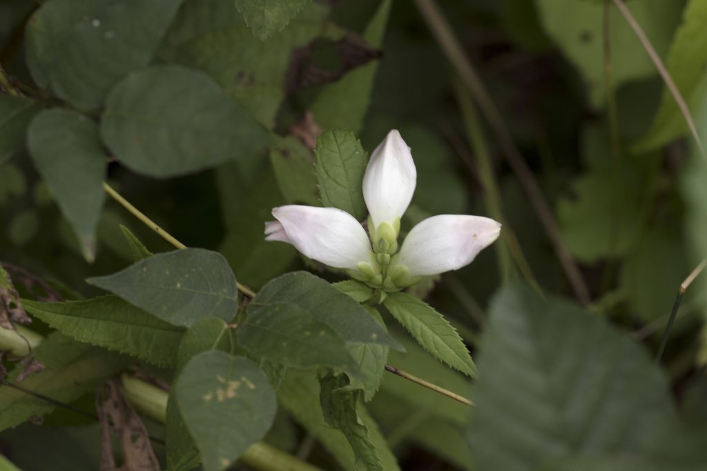 White turtlehead (Chelone glabra)