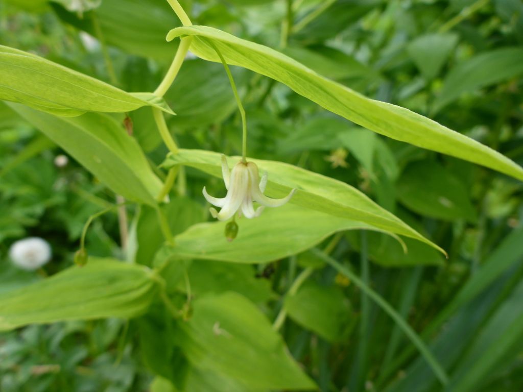White twisted-stalk (Streptopus amplexifolius)