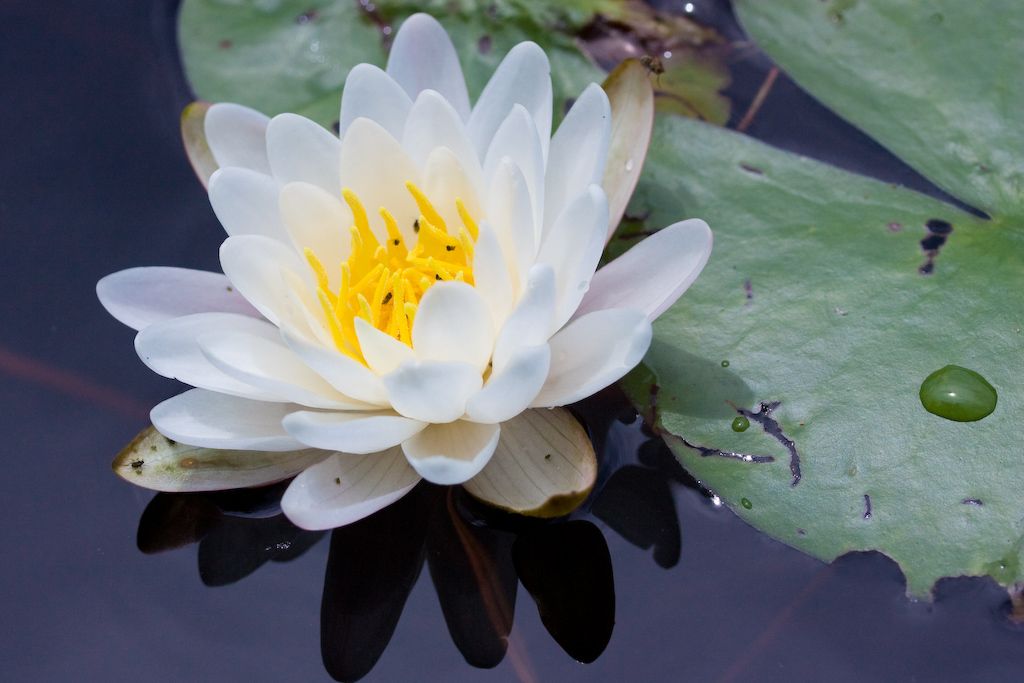 American white water lily (Nymphaea odorata)