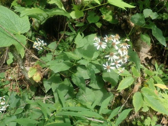 White wood aster (Eurybia divaricata)