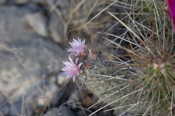 Whitecolumn foxtail cactus (Escobaria tuberculosa)