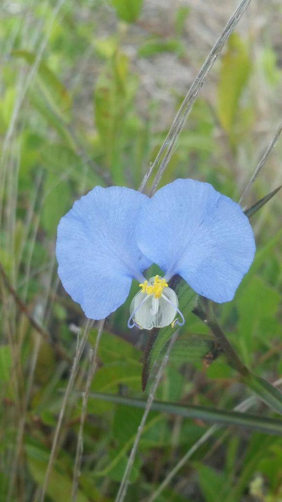 Whitemouth dayflower (Commelina erecta)