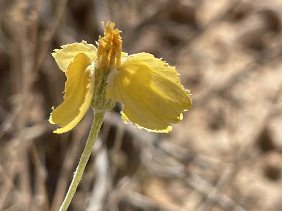 Whitestem paperflower (Psilostrophe cooperi)