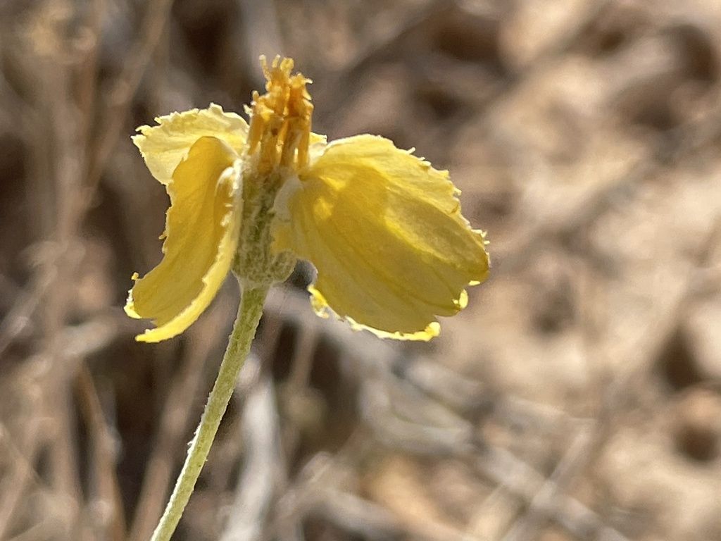 Whitestem paperflower (Psilostrophe cooperi)