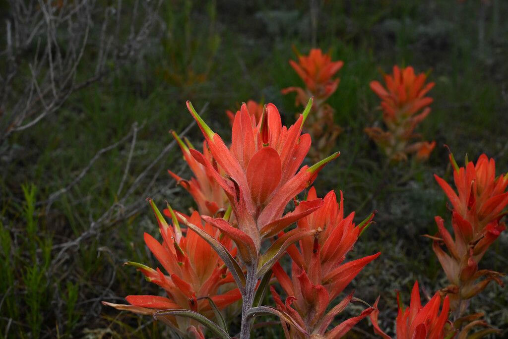 Wholeleaf paintbrush (Castilleja integra)