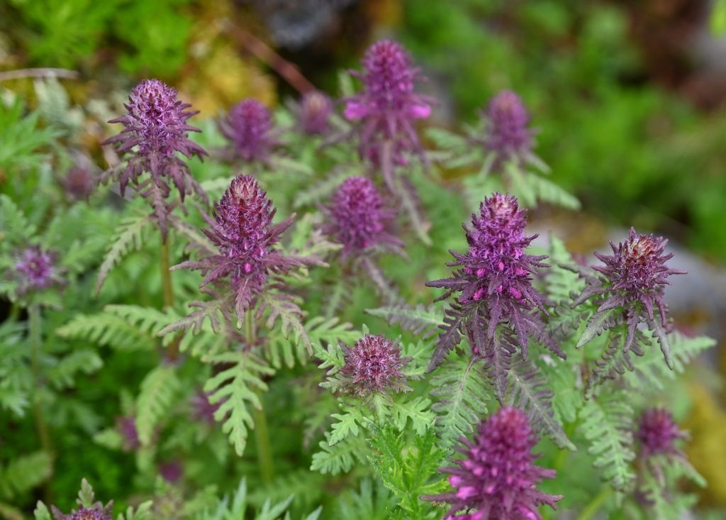 Whorled lousewort (Pedicularis verticillata)