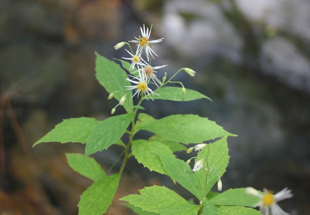 Whorled wood aster (Oclemena acuminata)