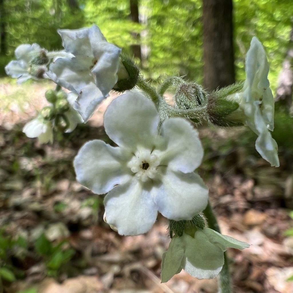 Wild comfrey (Andersonglossum virginianum)