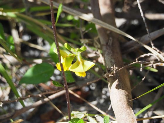 Wild cowpea (Vigna luteola)