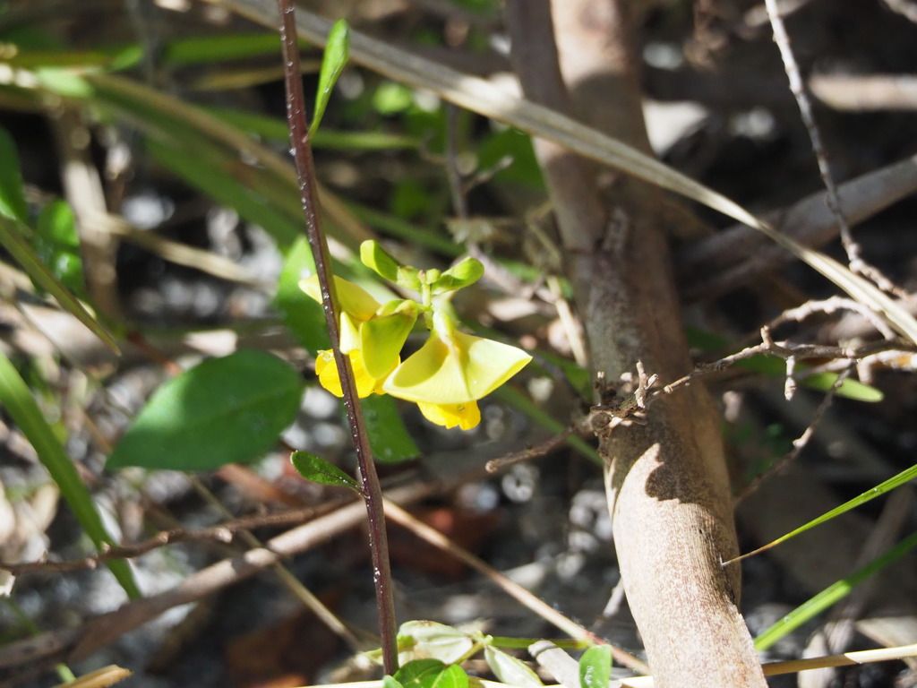 Wild cowpea (Vigna luteola)