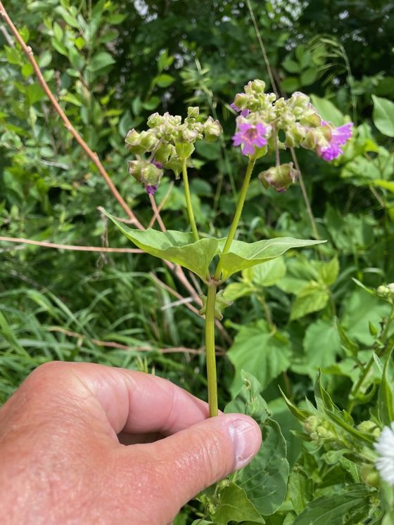 Wild Four o'Clock (Mirabilis nyctaginea)