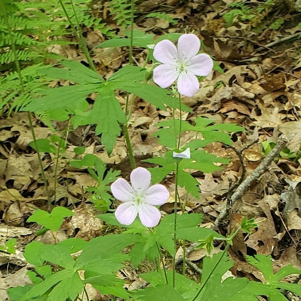 Wild geranium (Geranium maculatum)