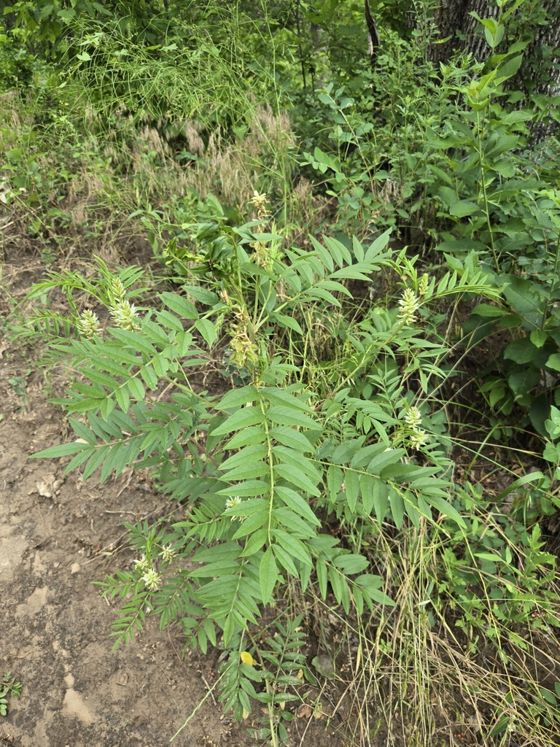 Wild licorice (Glycyrrhiza lepidota)