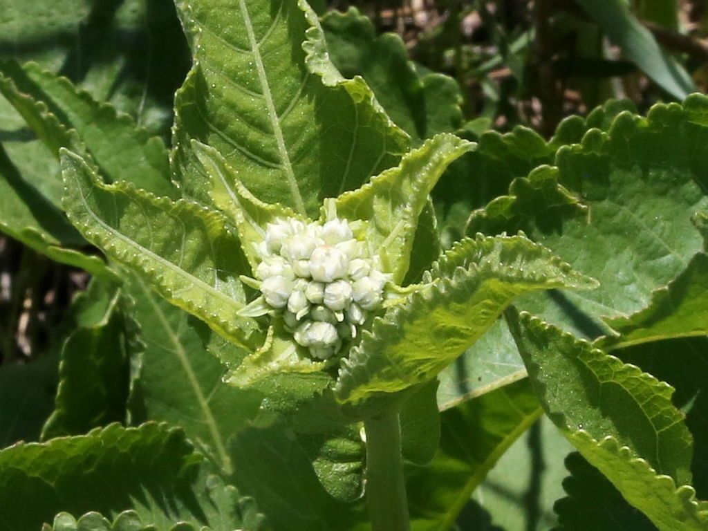 Wild quinine (Parthenium integrifolium)