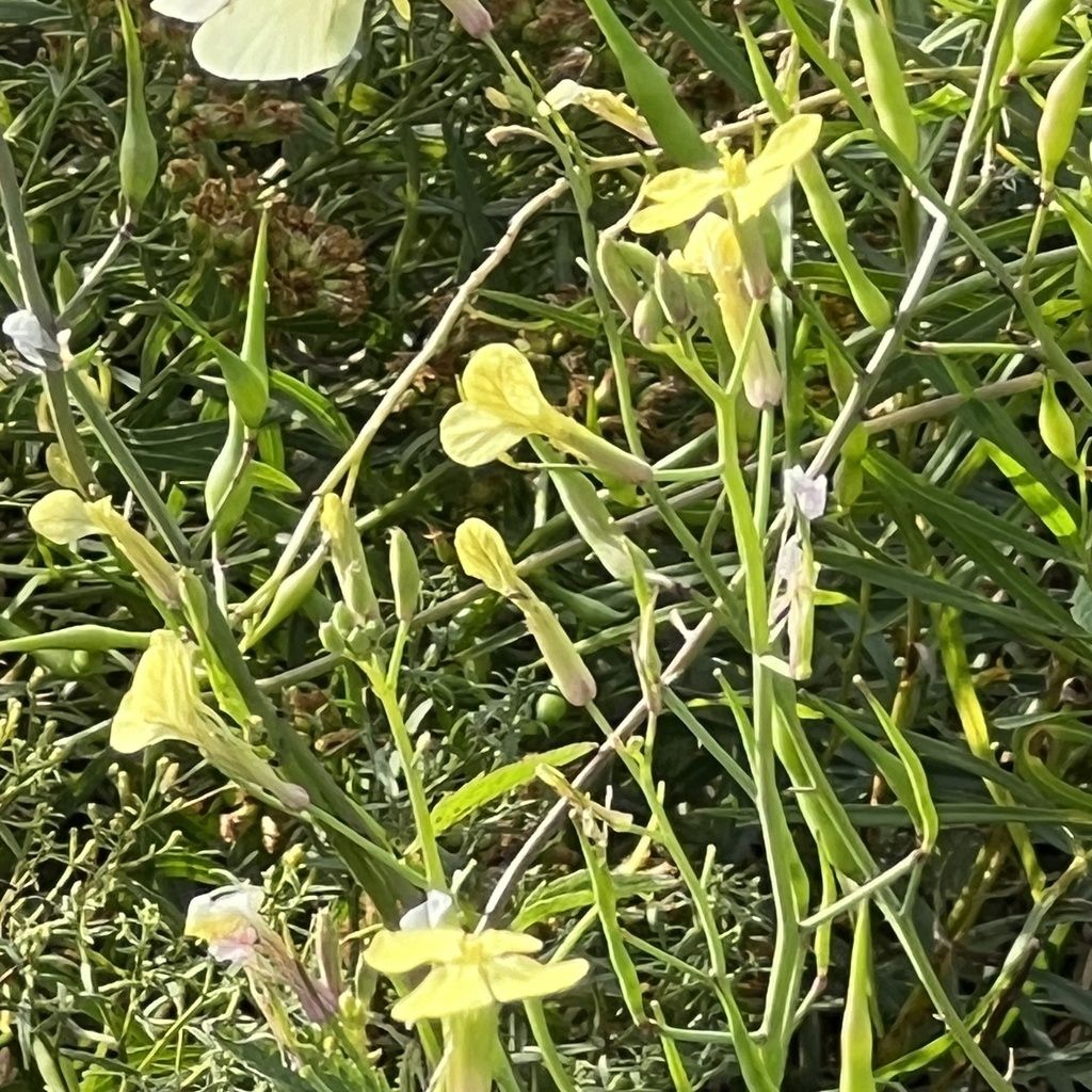 Wild radish (Raphanus raphanistrum)