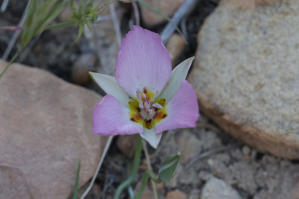 Winding mariposa lily (Calochortus flexuosus)
