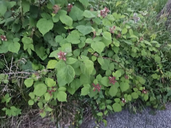 Wineberry (Rubus phoenicolasius)