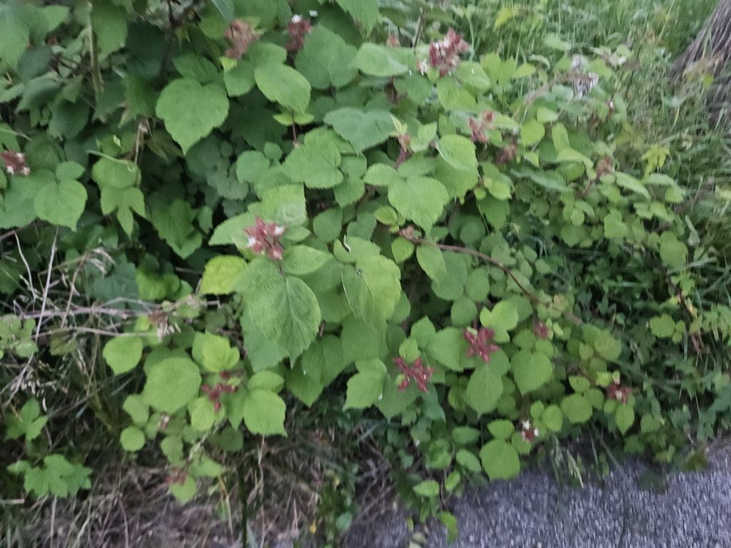 Wineberry (Rubus phoenicolasius)
