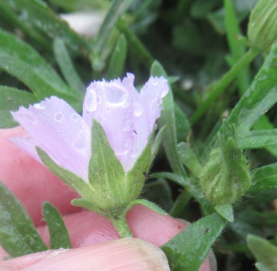 Winecup mallow (Callirhoe involucrata)