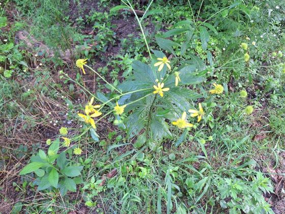Wingstem (Verbesina alternifolia)