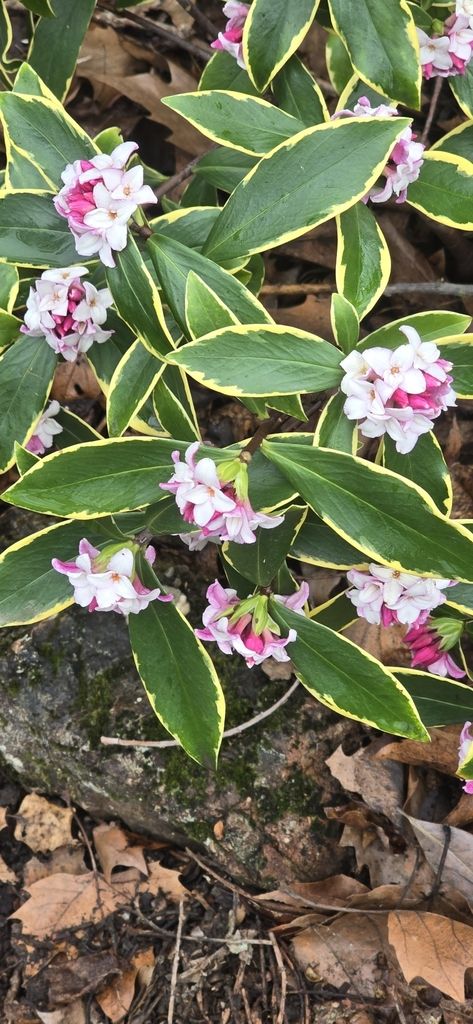 Winter daphne (Daphne odora)
